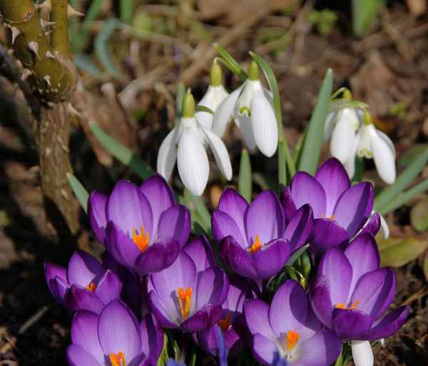 Die Gärten blühen 03