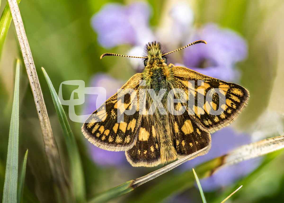 Der Gelbwürfelige Dickkopffalter (Carterocephalus palaemon)