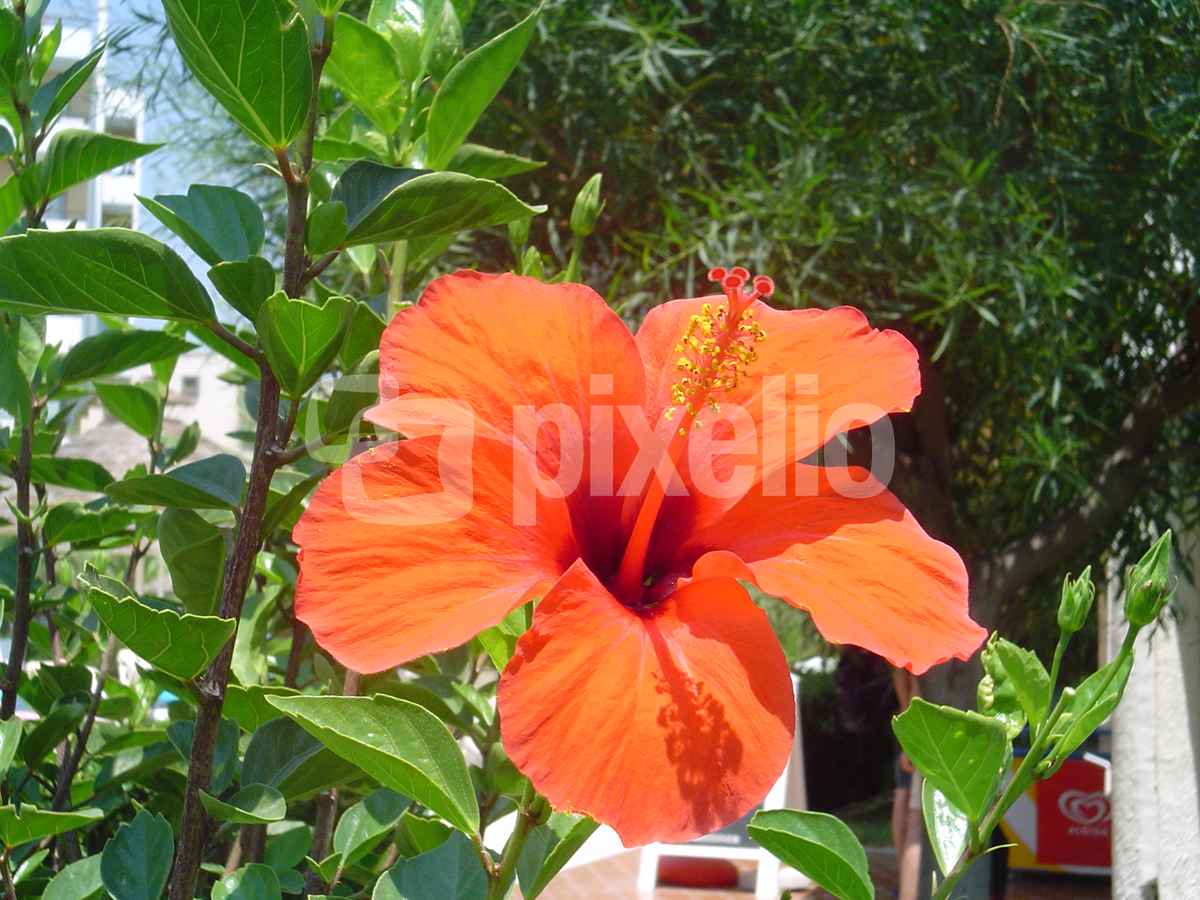 Hibiskusblüte