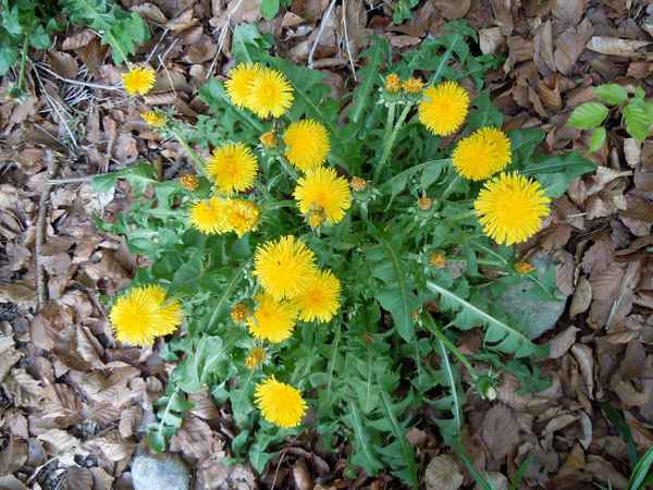 goldener Strauss im Wald