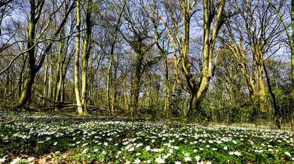 Frühlingserwachen im Wald
