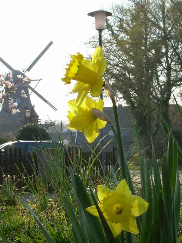 Mühle in Aurich