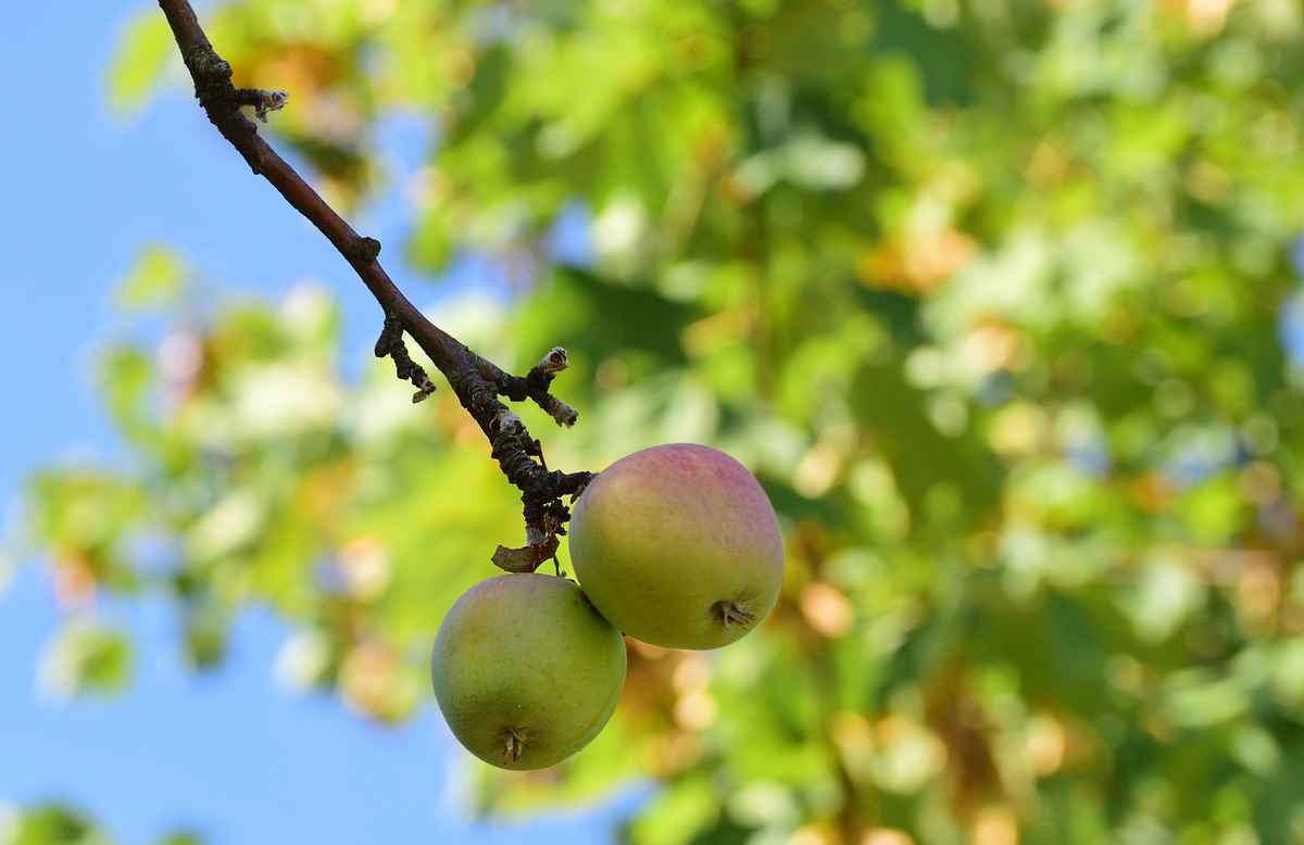 Herbstzeit - Erntezeit
