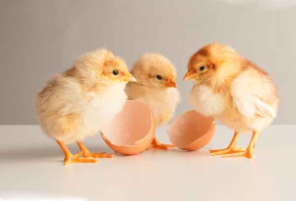 Kükentrio aus dem Ei
