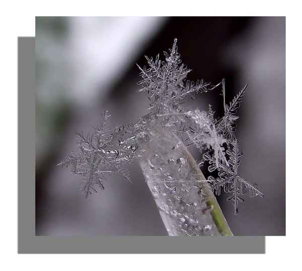Fotoserie Schneeflocken