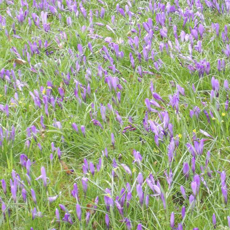 Krokusblüte 2008 in Husum