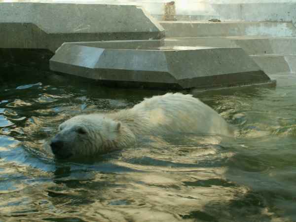 Schwimmbär (Eisbär)