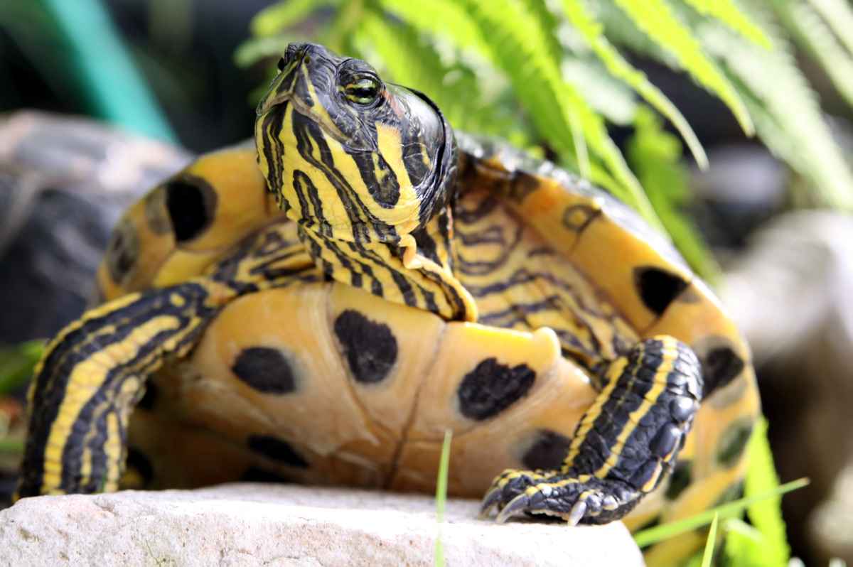 Posieren für die Fotografen