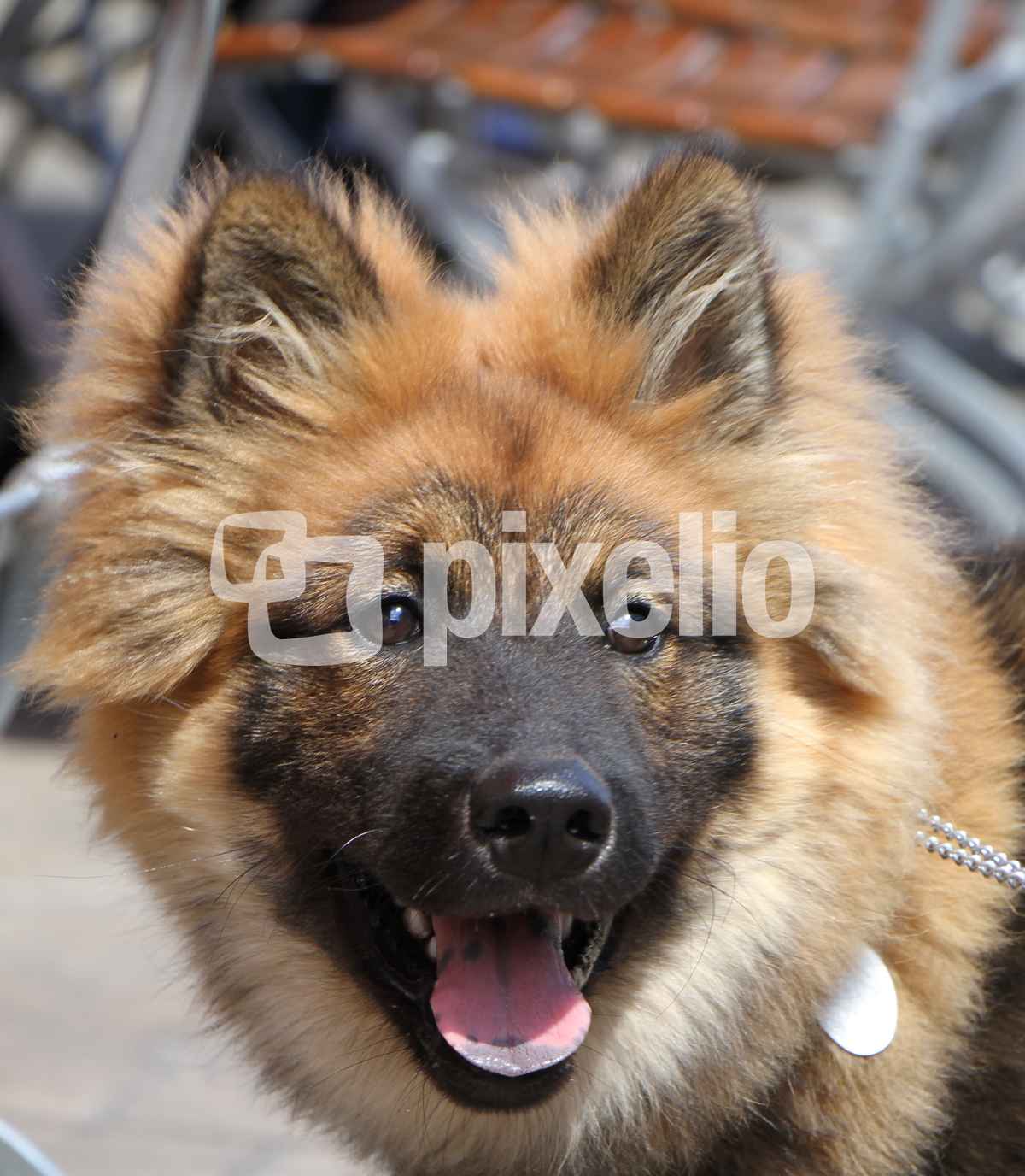 Eurasier Portrait