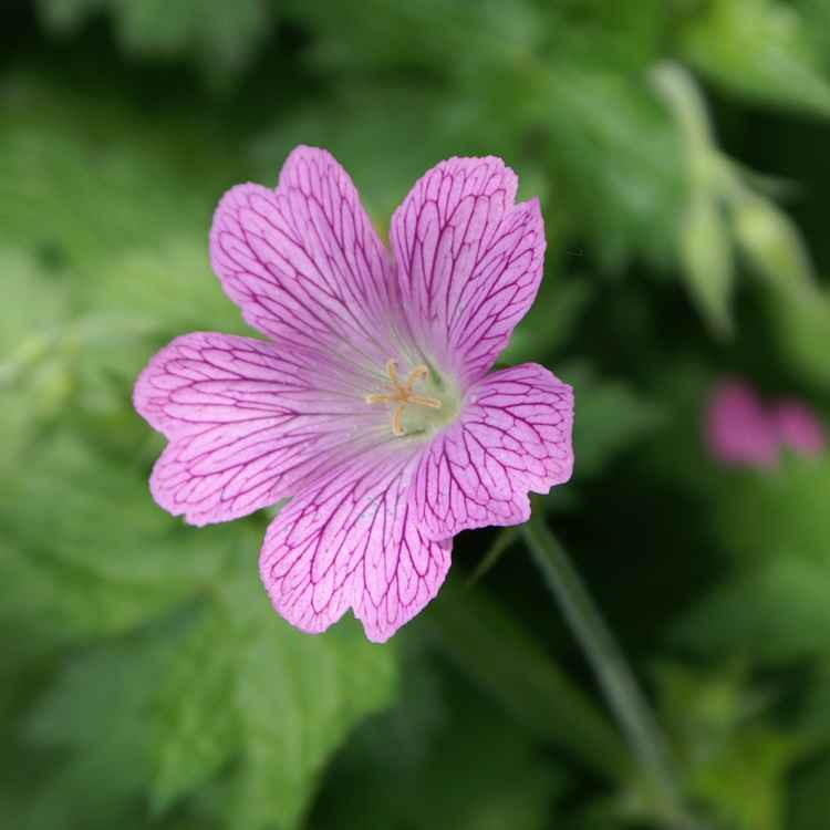 Storchschnabelblüte