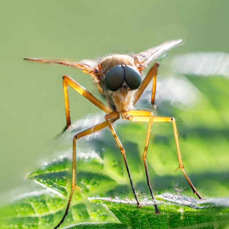 Goldgelbe Schnepfenfliege-1
