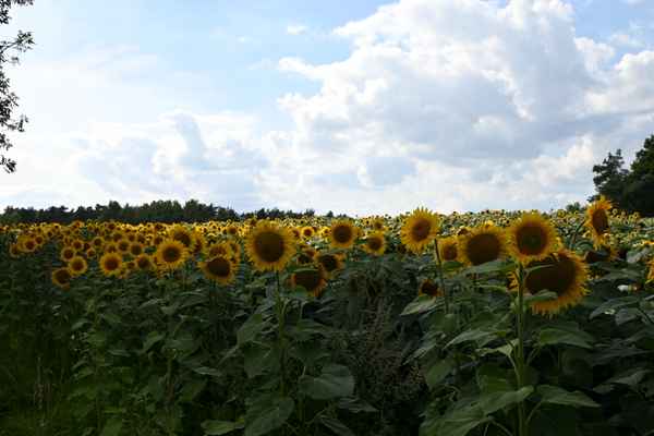 Ein Feld voller Sonnenblumen