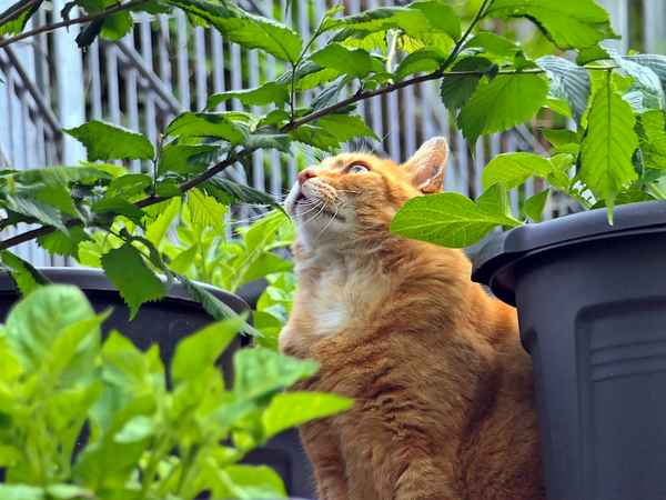 bird watcher