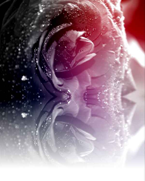 Black Rose