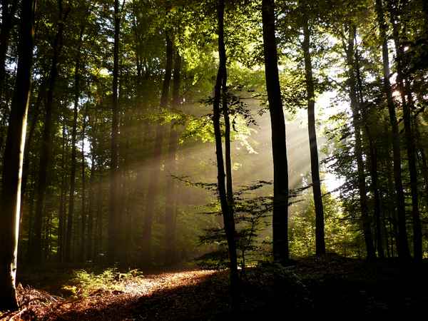 "Herbstwald 2"