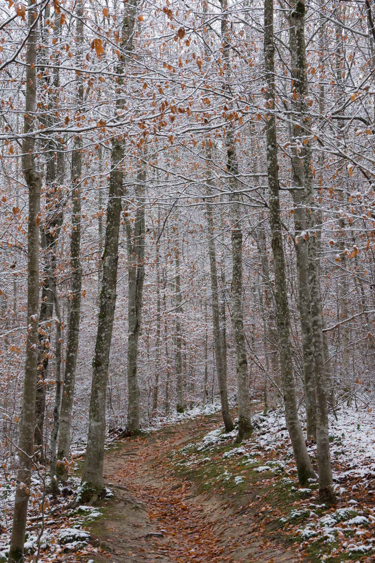 Erster Schnee im Wald