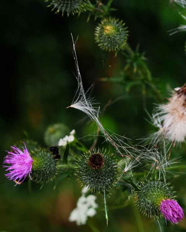 versponnende distel im regen