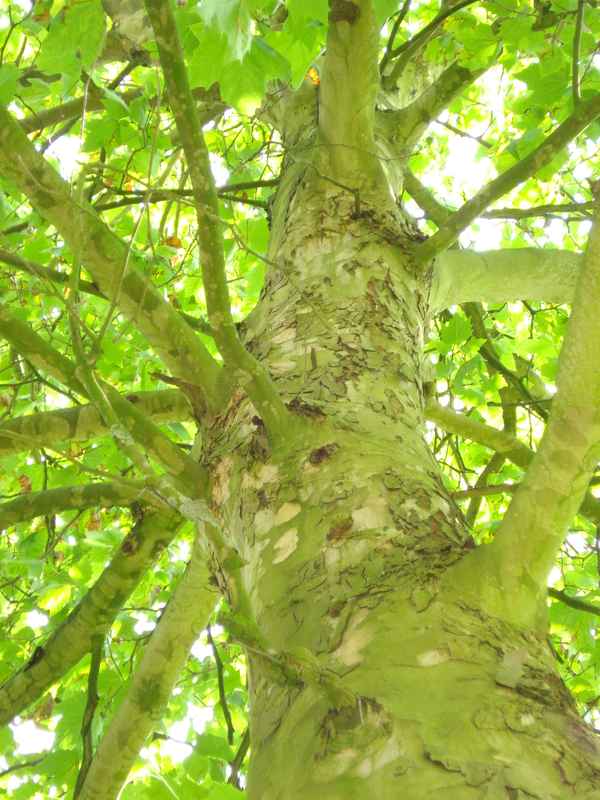 Baum....Licht im Wald.....