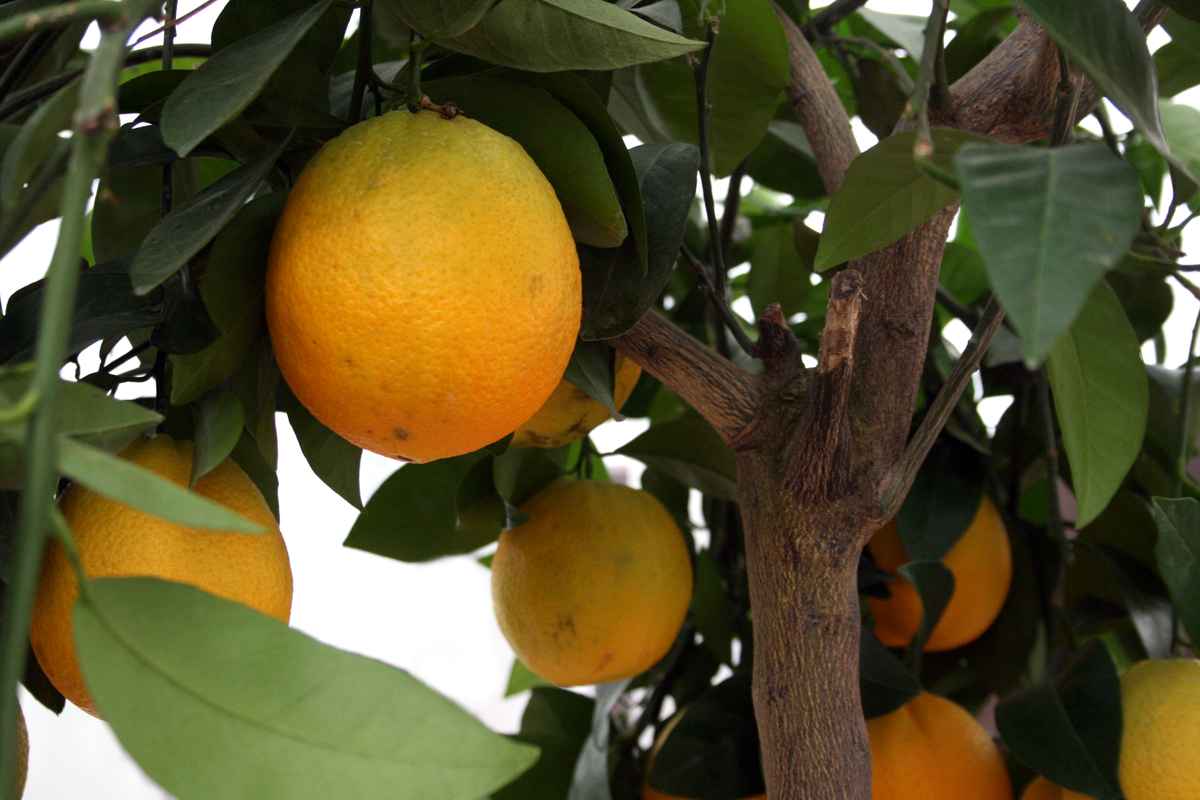 Orangenbaum