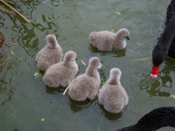 Junge australische Schwäne (Geburtstdatum 19.09.2008)