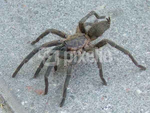 Spinne 1
