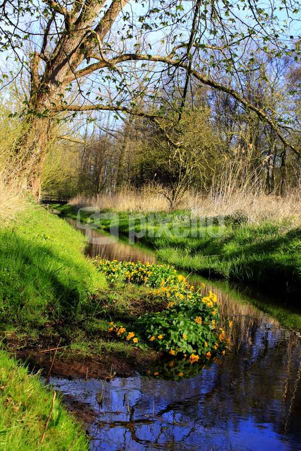 frühlingserwachen am bach