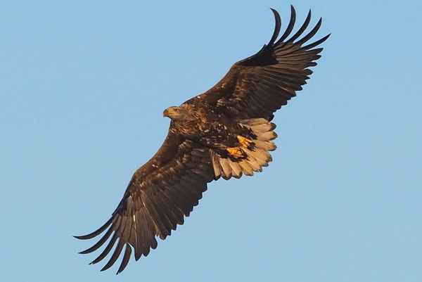Seeadler