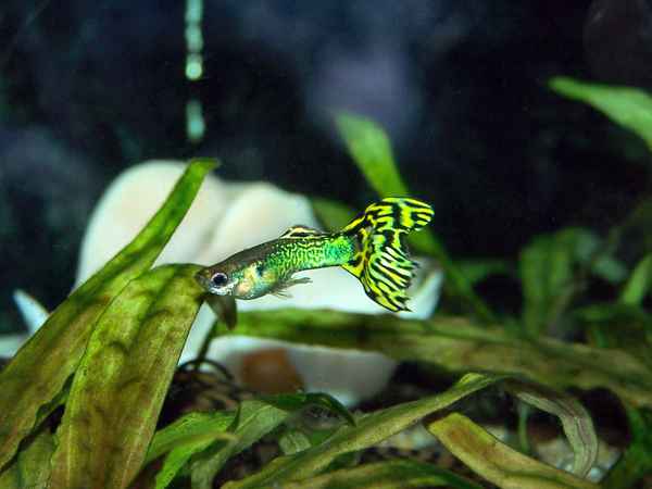 Guppy_3