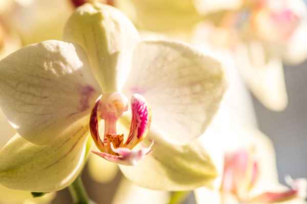 OrChIdEe-002
