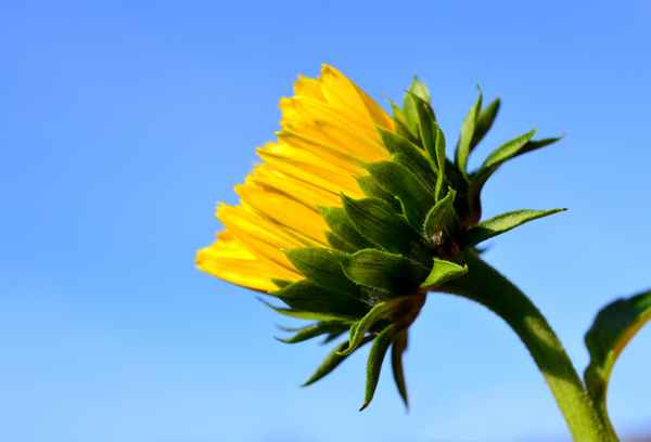 Sonnenblume