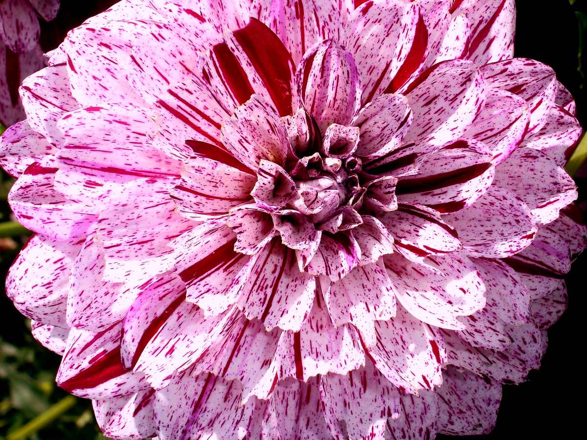 Blackberry Ripple