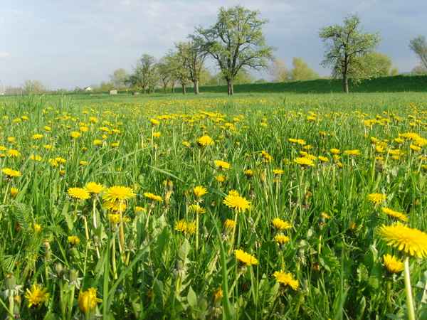 Frühling hinterm Deich
