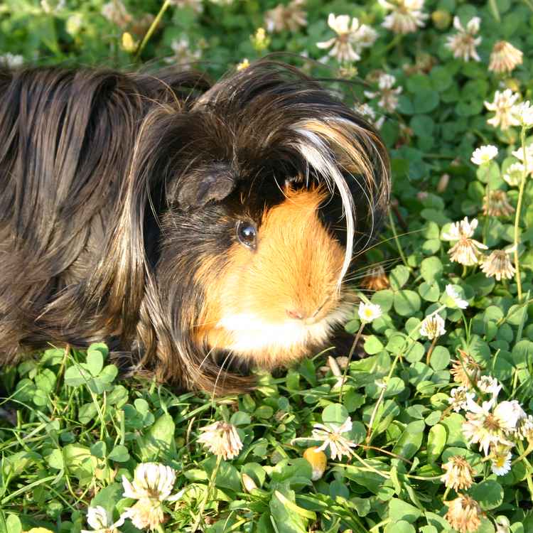 Meerschwein auf der Wiese
