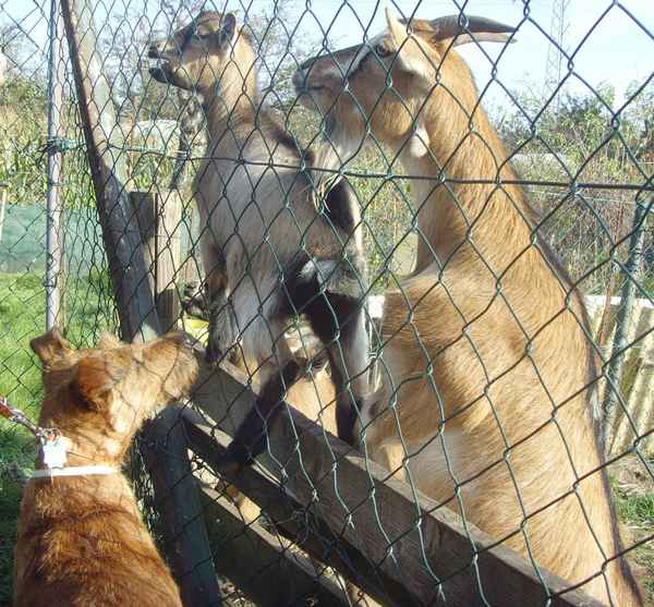 Begegnung mit der anderen Art