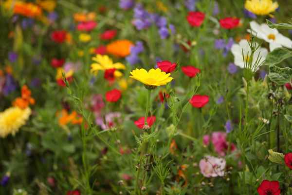 Blick in die Blumenwiese 2