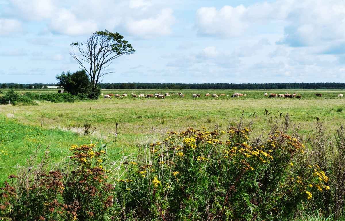 Boddenwiese am Radweg
