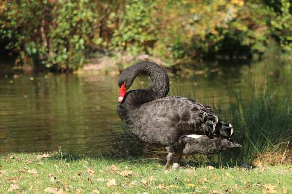 Schwan