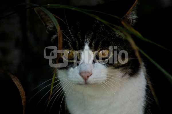 Katzenaugen
