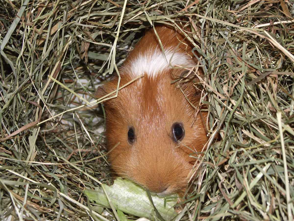 Hausmeerschweinchen in "Höhle"