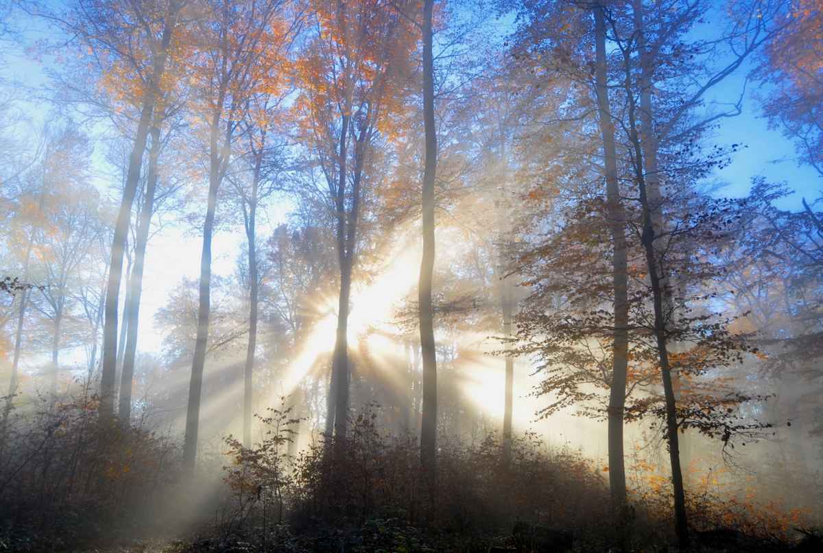 foggy_november