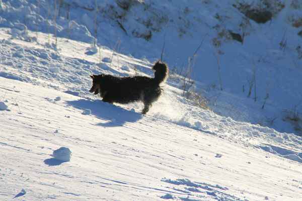 Lawinensuchhund 03