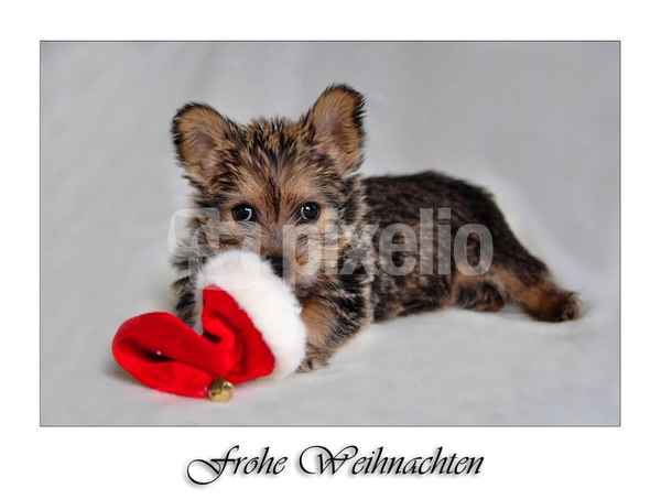 Frohe Weihnachten