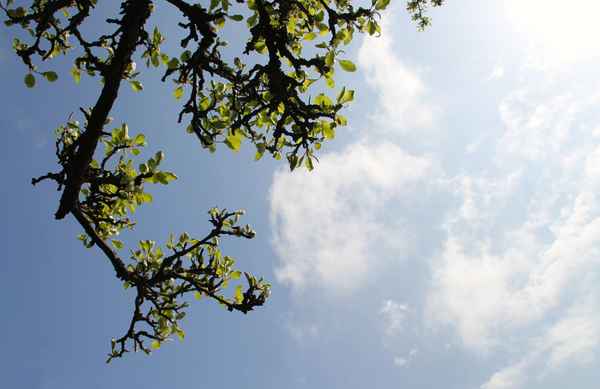 Apfelbaum in Birnfeld 01