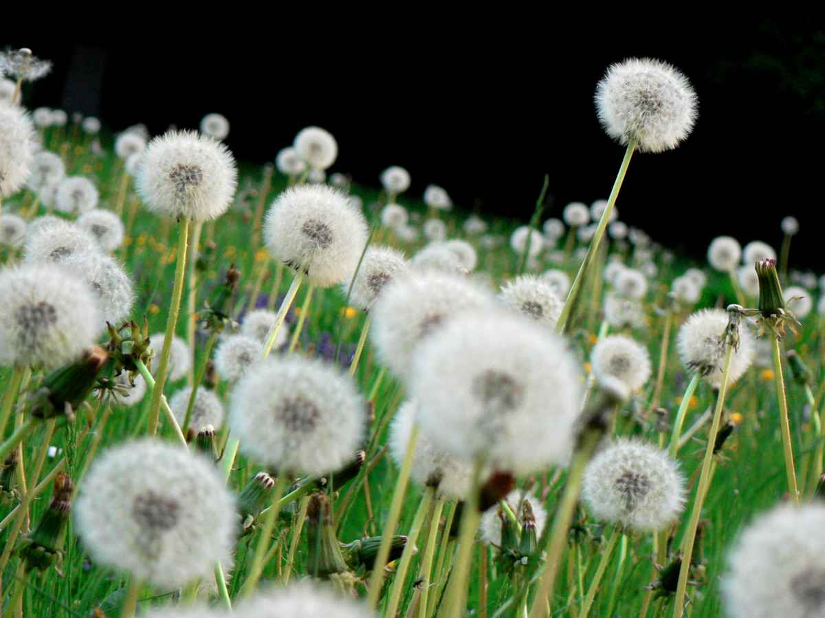 Pusteblume