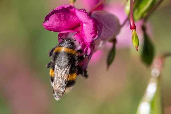 Dunkle Erdhummel