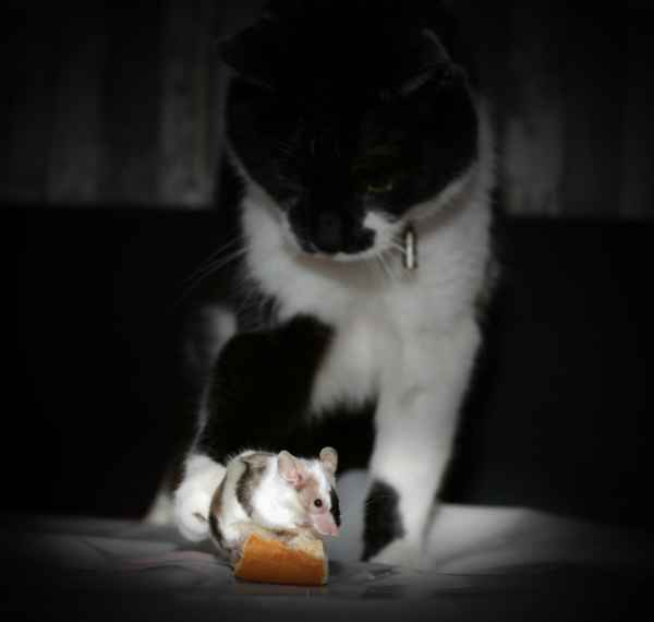 Maus