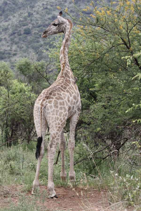 Giraffe