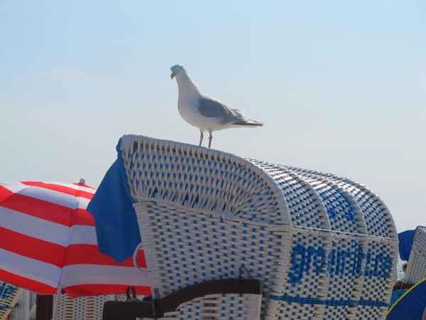 Strandkorb mit Möwe