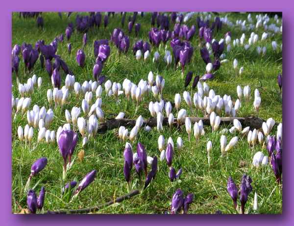 Wie schön es blüht...