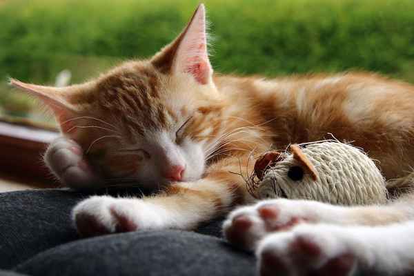 Katzenbaby schläft